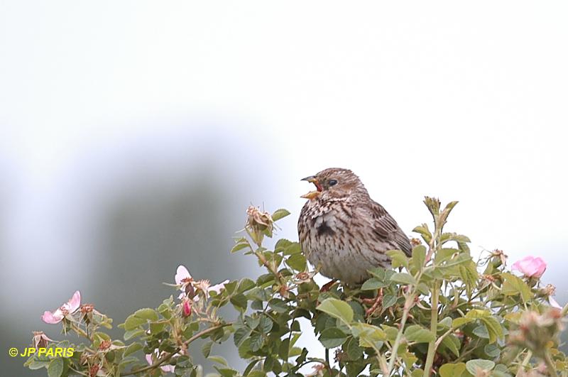 Emberiza calandra
